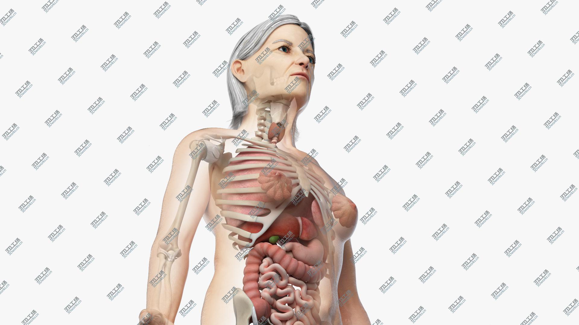 images/goods_img/2021040233/Elder Female Skin, Skeleton And Organs Rigged 3D model/1.jpg